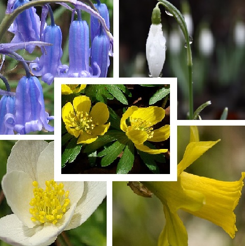 Native Woodland Wildflower Bulbs In The Green Collection